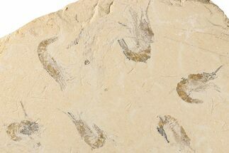Six Cretaceous Fossil Shrimp - Hjoula, Lebanon #200697