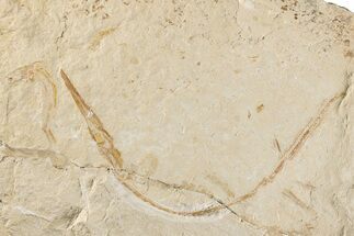 Fossil Needle Fish (Dercetis) - Hakel, Lebanon #200714