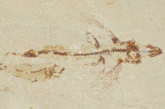 Cretaceous Fossil Flying Fish (Exocoetoides) - Lebanon #200787