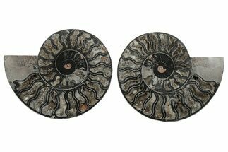 Cut/Polished Ammonite Fossil - Unusual Black Color #199169