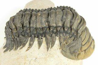 2.9" Crotalocephalina Trilobite - Atchana, Morocco - Fossil #201254