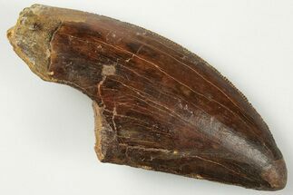 Serrated, Carcharodontosaurus Tooth #201292