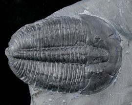 Whopper Elrathia Trilobite In Matrix - Utah #12495