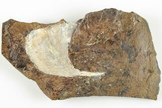 1.9" Fossil Ginkgo Leaf From North Dakota - Paleocene - Fossil #201266