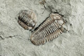 Two Flexicalymene Trilobite Fossils - Mt Orab, Ohio #201133