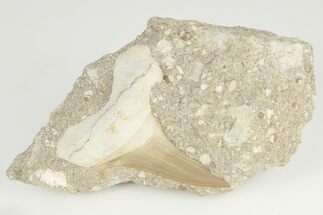 Otodus Shark Tooth Fossil in Rock - Huge Tooth! #201142