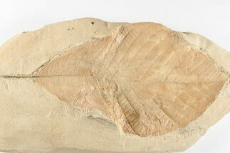 7.5" Red Fossil Hickory Leaf (Aesculus) - Montana - Fossil #201298