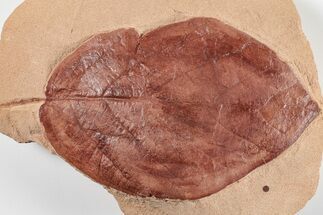 Large, 6.2" Red Fossil Leaf (Phyllites) - Montana - Fossil #201300