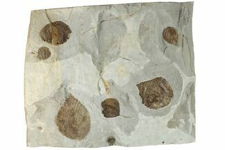 12.1" Wide Plate with Five Fossil Leaves - Montana - Fossil #201339