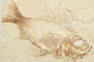 Cretaceous Fossil Fish (Ctenothrissa) - Hjoula, Lebanon #201364