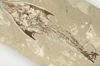 Cretaceous Crusher Fish (Coccodus) - Hakel, Lebanon #201369