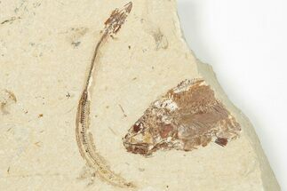 Cretaceous Eel (Enchelion) Fossil - Hjoula, Lebanon #201355