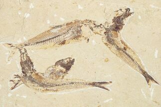 Four Cretaceous Fossil Fish (Scombroclupea) - Lebanon #201376
