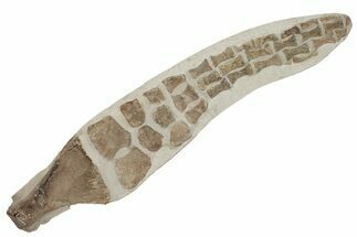 35.6" Fossil Plesiosaur Paddle - Asfla, Morocco - Fossil #201875