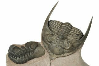 Detailed Zlichovaspis Trilobite With Reedops - Lghaft, Morocco #201650