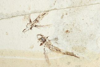 Two Cretaceous Fossil Flying Fish (Exocoetoides) Pos/Neg - Lebanon #201344