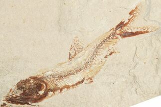 4.1" Cretaceous Fossil Fish (Davichthys) - Hakel, Lebanon - Fossil #201356