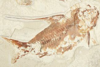 5.1" Cretaceous Fossil Fish (Nematonotus) - Hjoula, Lebanon - Fossil #201358