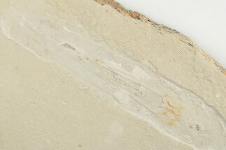 Cretaceous Fossil Soft Bodied Squid - Hjoula, Lebanon #201375