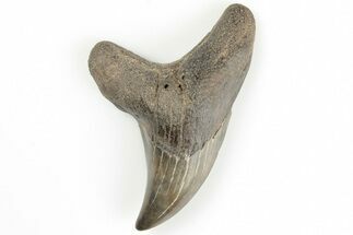 Rare, Fossil Mackerel Shark (Parotodus) Tooth - South Carolina #202019