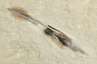 Cretaceous, Soft Bodied Squid Fossil - Lebanon #202118