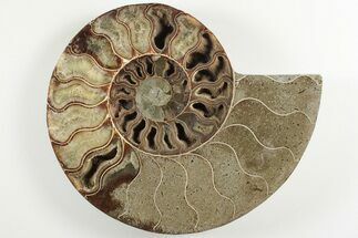 Bargain, Cut & Polished Ammonite Fossil (Half) - Madagascar #200112