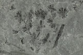Pennsylvanian Fossil Horsetail (Annularia) Plate - Kentucky #201613