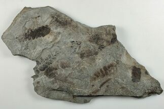 9.7" Pennsylvanian Fossil Fern (Neuropteris) Plate - Kentucky - Fossil #201658