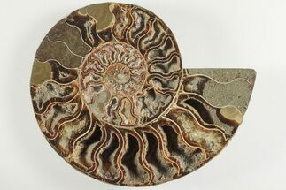 Bargain, 6.2" Cut & Polished Ammonite Fossil (Half) - Madagascar - Fossil #200130