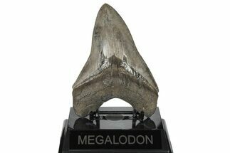 Serrated, Fossil Megalodon Tooth - South Carolina #200801