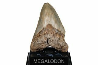 Serrated, 5.14" Fossil Megalodon Tooth - North Carolina - Fossil #201909