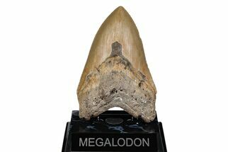 Serrated, 5.10" Fossil Megalodon Tooth - North Carolina - Fossil #201914