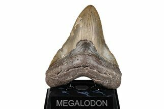 5.41" Fossil Megalodon Tooth - North Carolina - Fossil #201928