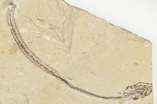 Cretaceous Eel (Enchelion) Fossil - Hakel, Lebanon #202125