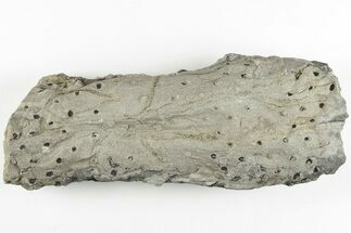 Fossil Lycopod Tree Root (Stigmaria) - Kentucky #201695