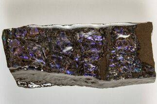 Iridescent Ammolite (Fossil Ammonite Shell) - Rare Purple Color #202372