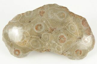 3.35" Polished Fossil Coral (Actinocyathus) Head - Morocco - Fossil #202529