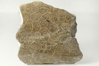 Polished Fossil Coral (Actinocyathus) Head - Morocco #202507