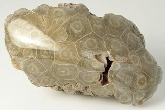 Polished Fossil Coral (Actinocyathus) Head - Morocco #202514