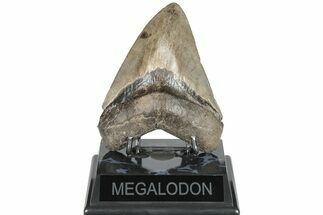 Serrated, Fossil Megalodon Tooth - Brown Coloration #202560