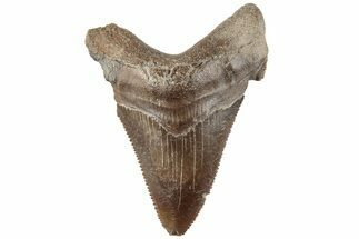 1.9" Serrated Angustidens Tooth - Megalodon Ancestor - Fossil #202430