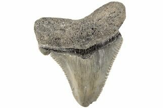 Bargain, Serrated Angustidens Tooth - Megalodon Ancestor #202438