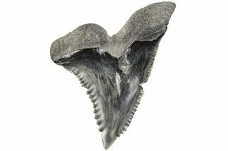 Serrated, Fossil Shark (Hemipristis) Tooth - South Carolina #202450