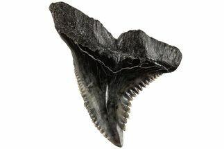Serrated, 1.3" Fossil Shark (Hemipristis) Tooth - South Carolina - Fossil #202460