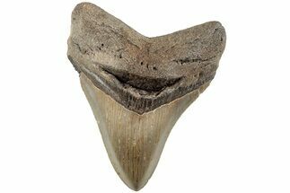 Serrated, 4.11" Fossil Megalodon Tooth - North Carolina - Fossil #202255