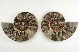 Cut & Polished Ammonite Fossil - Deep Crystal Pockets #200149