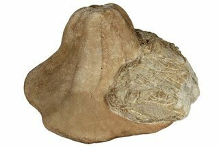 7.7" Miocene Fossil Echinoid (Clypeaster) - Taza, Morocco - Fossil #136864