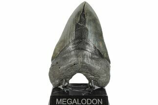 Serrated, 6.08" Fossil Megalodon Tooth - 50 Foot Shark! - Fossil #203029