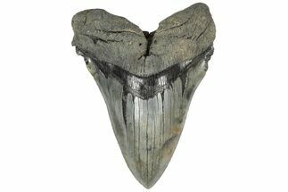 Huge, 5.81" Fossil Megalodon Tooth - Sharp Serrations - Fossil #203031