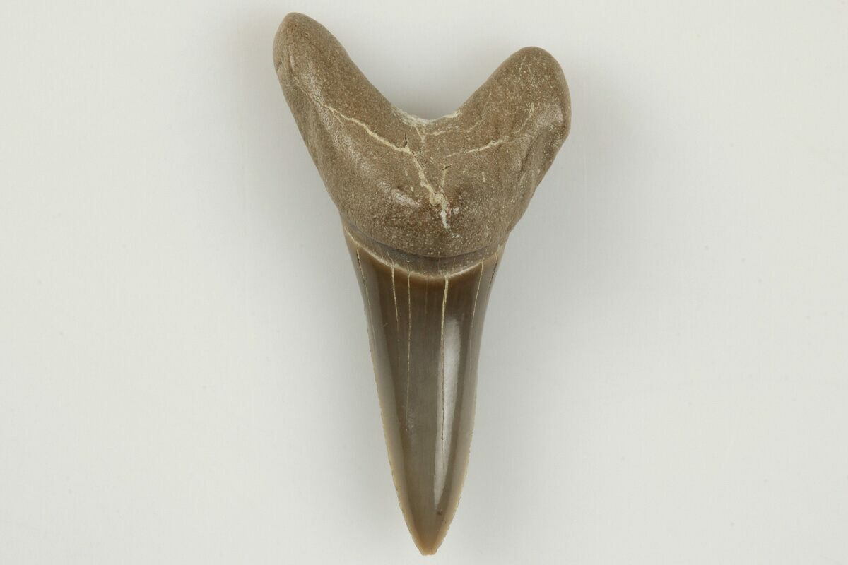 1.1" Fossil Shark (Cretodus) Tooth Carlile Shale, Kansas (203273